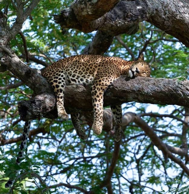 Wilpattu Evening Safari Adventure – Discover Sri Lanka’s Wild Side 2