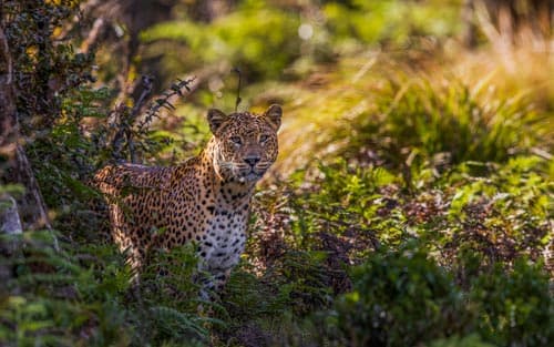 From Nuwara Eliya: All Inclusive Horton Plains Trekking & Tea Factory Tour 3