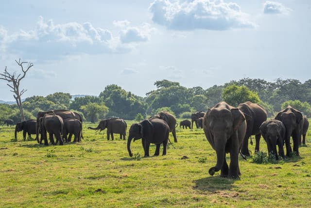 From Sigiriya/Dambulla : Afternoon Safari  at Minneriya National park 2