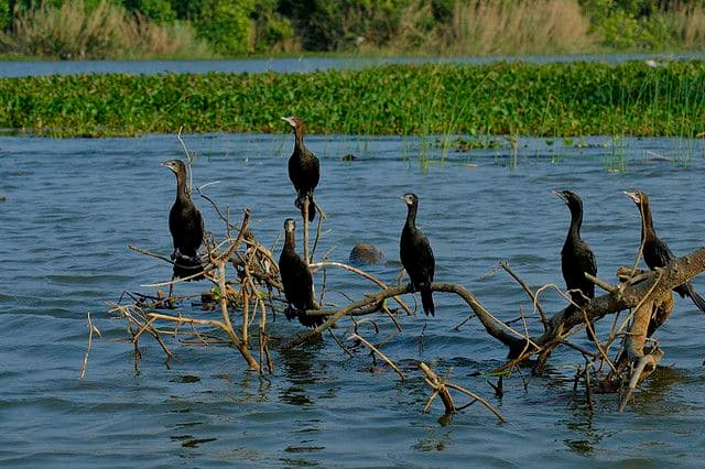 Muthurajawela Bird Watching Tour & Negombo City Tour Experience 2