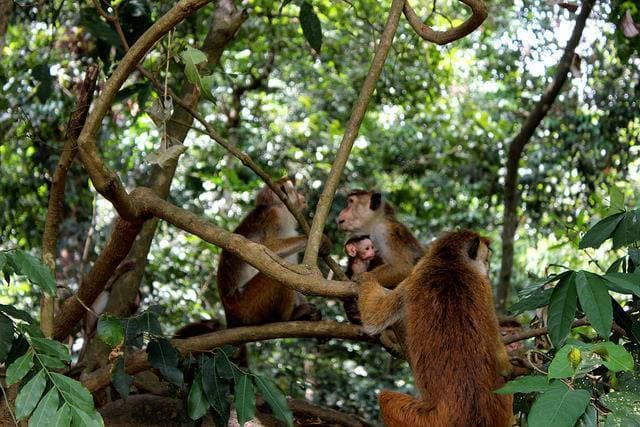 Udawatta Kele Sanctuary – Kandy’s Hidden Forest Reserve - Photo 1