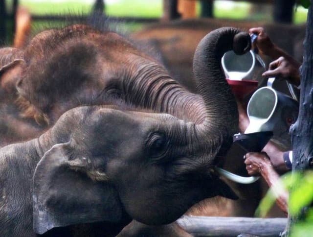 Pinnawala Elephant Orphanage Day Tour– A Heartwarming Wildlife Experience in Sri Lanka 2