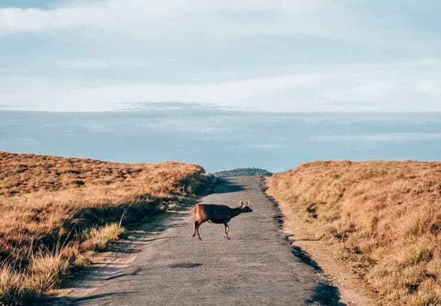 Horton Plains Trek– World’s End Hike 6