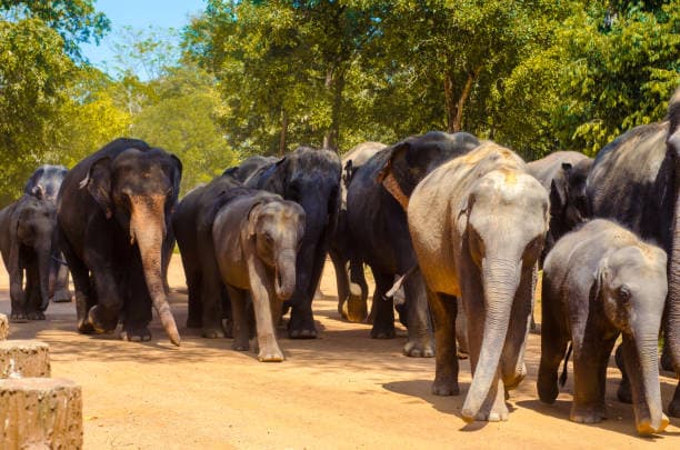Pinnawala Elephant Orphanage – A Must‑See Wildlife Experience in Sri Lanka - Photo 5