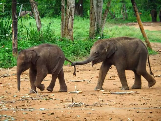 Ath Athuru Sewana Elephant Transit Home Udawalawe - Photo 1