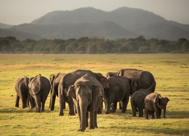 From Sigiriya/Dambulla : Afternoon Safari  at Minneriya National park