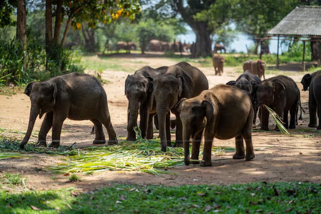 Pinnawala Elephant Orphanage Day Tour– A Heartwarming Wildlife Experience in Sri Lanka