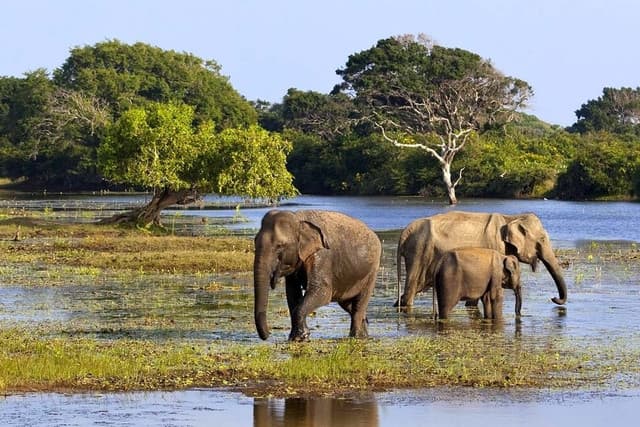 Afternoon Safari at Yala National Park  – Best Wildlife Experience in Sri Lanka 3