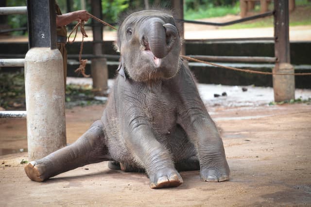 Full Day All - Inclusive Pinnawala Elephant Orphanage & Kandy City Tour 3