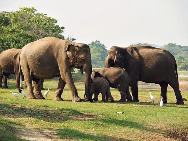 Minneriya National Park – Home of the Great Elephant Gathering - Photo 2