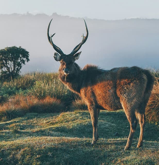 Horton Plains Trek– World’s End Hike
