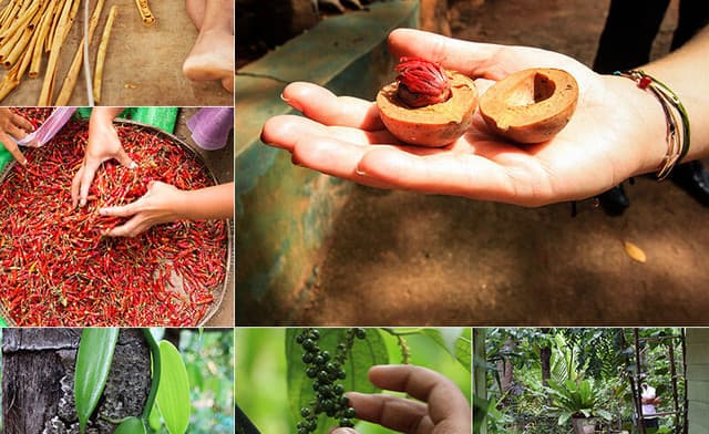 Kandy City Tour from Dambulla with Matale Spice Garden & Kandy Drop off 5