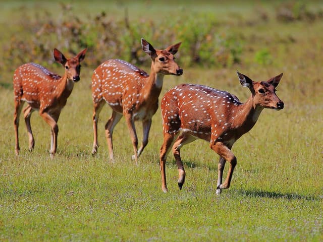 Wilpattu Evening Safari Adventure – Discover Sri Lanka’s Wild Side 4