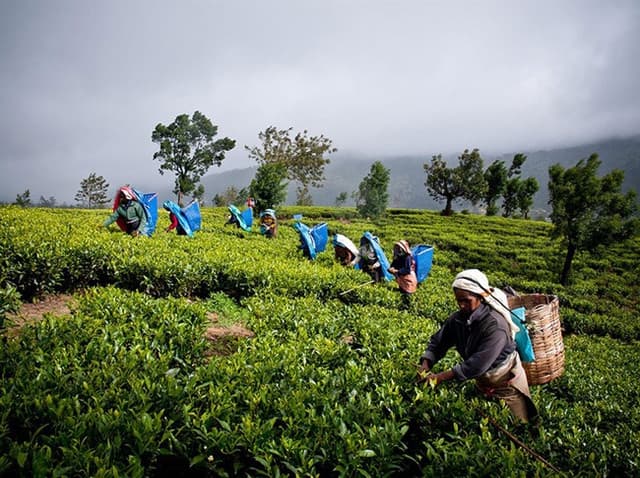Kandy City Tour – Explore Sri Lanka’s Cultural Capital 3