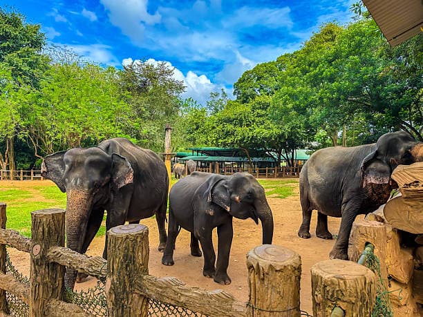 Pinnawala Elephant Orphanage Day Tour– A Heartwarming Wildlife Experience in Sri Lanka 4