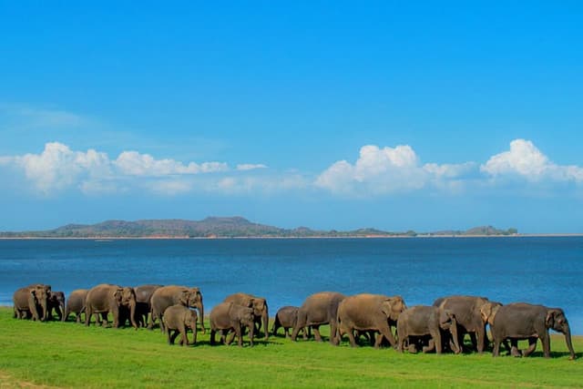All Inclusive: Sigiriya Rock Fortress, Village Experience & Minneriya Safari Adventure 4
