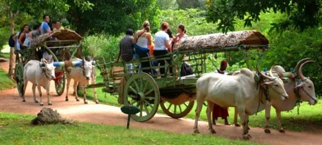 All Inclusive: Hiriwadunna Village Tour – Authentic Sri Lankan Rural Life Experience 7