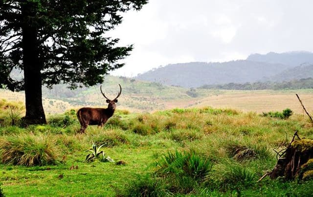 Horton Plains Trek– World’s End Hike 3