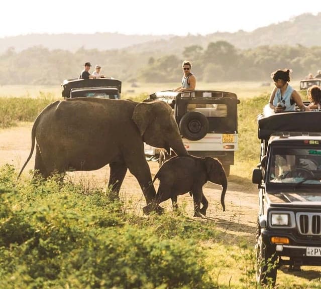 All Inclusive: Sigiriya Rock Fortress, Village Experience & Minneriya Safari Adventure 10