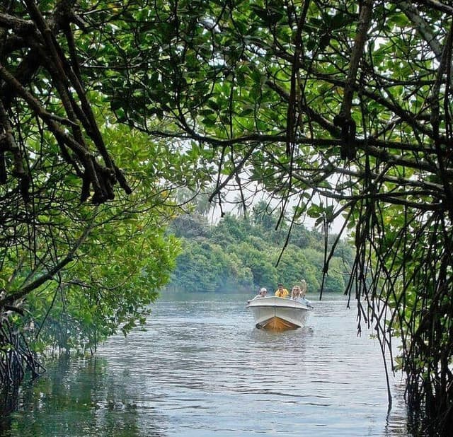 Kosgoda Turtle Hatchery & Madu river Boat Ride Day Tour 6