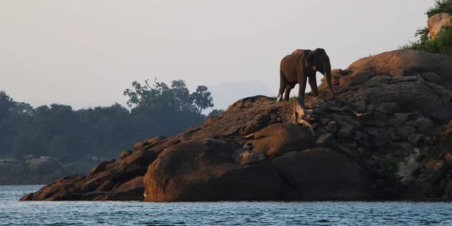 Gal Oya Lake Safari -Swim with Giants - Photo 9