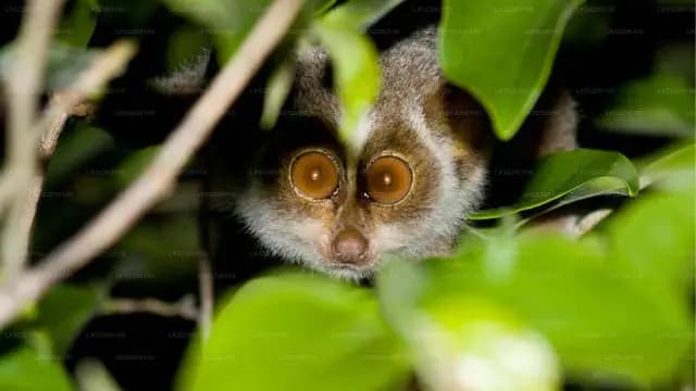 Guardians of the Night Forest: Conservation Through Loris Watching - Photo 1