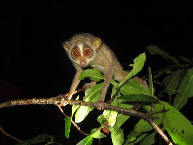 Guardians of the Night Forest: Conservation Through Loris Watching - Photo 4