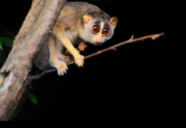 Guardians of the Night Forest: Conservation Through Loris Watching - Photo 2