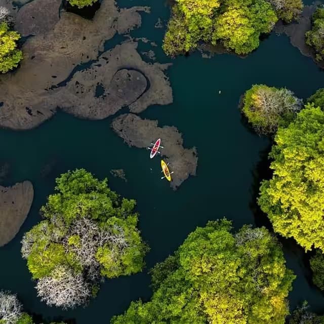 Kayaking Through Trees at Kantale Lake - Photo 1