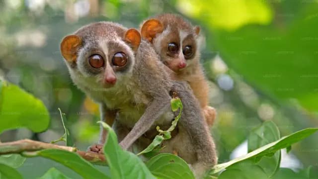 Guardians of the Night Forest: Conservation Through Loris Watching - Photo 3