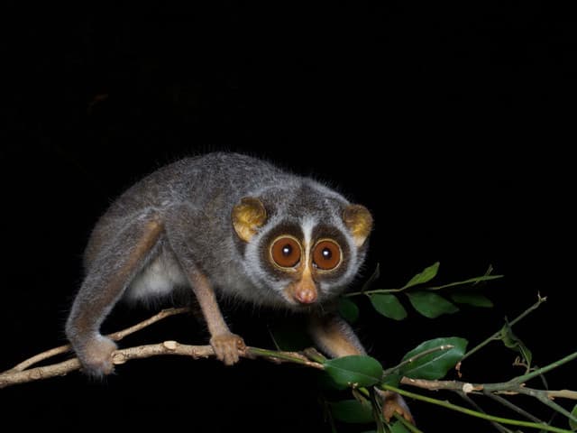 Guardians of the Night Forest: Conservation Through Loris Watching